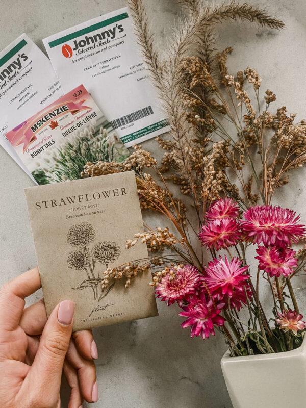 Dried Flowers For Fall - Lemon Thistle